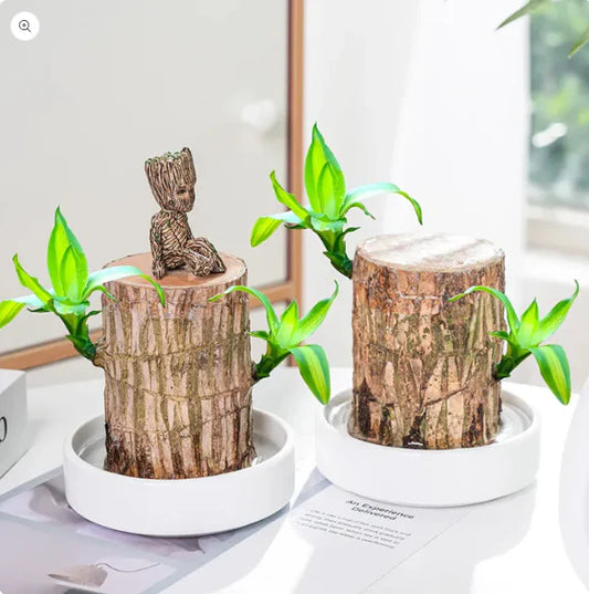 Brazilian Lucky Wood, Mini Home Plant Decorations